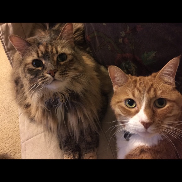 Meet your Posher, Lisa - Picture 2 of 4